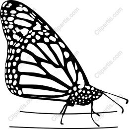 Monarch Butterfly