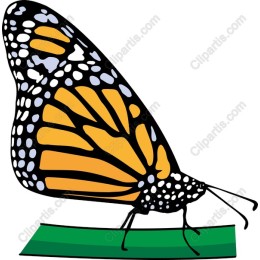 Monarch Butterfly