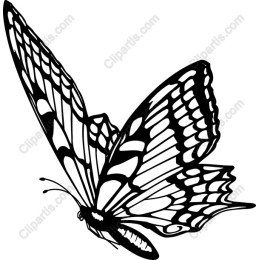 Elegant Butterfly