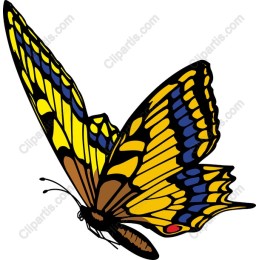 Vibrant Butterfly