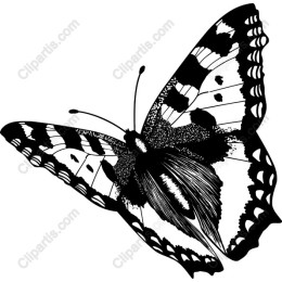 Elegant Black and White Butterfly