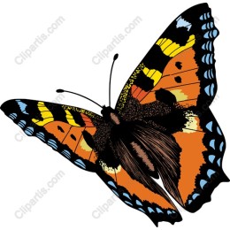 Vibrant Butterfly