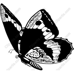 Black and White Butterfly