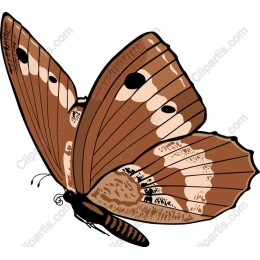 Elegant Brown Butterfly