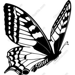 Elegant Black and White Butterfly