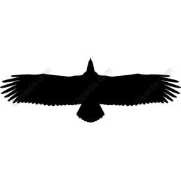 Soaring Bird