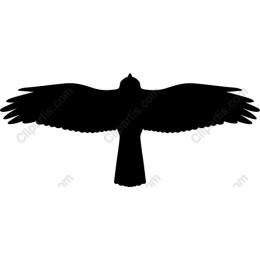 Soaring Bird