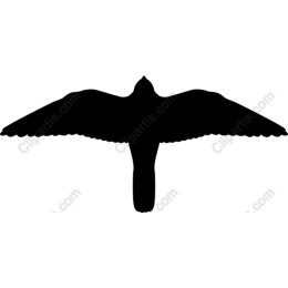 Elegant Bird