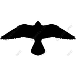 Soaring Bird