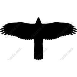 Elegant Bird