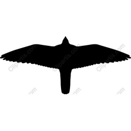 Bird in Flight
