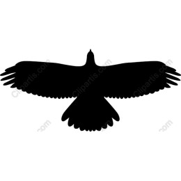 Soaring Bird