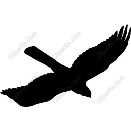 Soaring Hawk