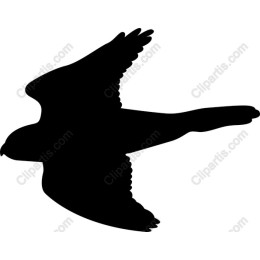 Elegant Bird in Flight