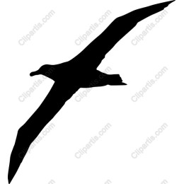 Elegant Bird