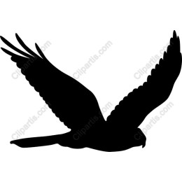 Elegant Soaring Bird