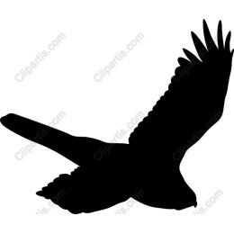 Hawk in Flight