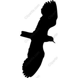 Soaring Bird