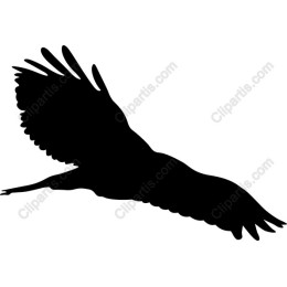 Soaring Bird