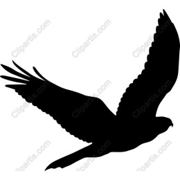Soaring Hawk
