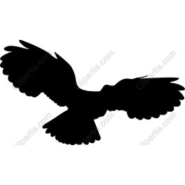 Soaring Bird