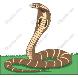 Cobra
