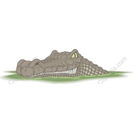 Crocodile Head