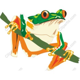 Colorful Tree Frog