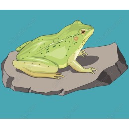 Green Frog on Rock