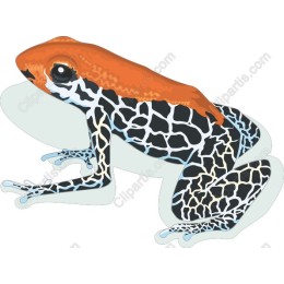 Frog - Vibrant Nature