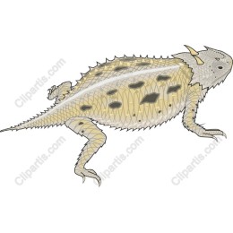 Horned Lizard
