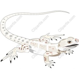 Gecko