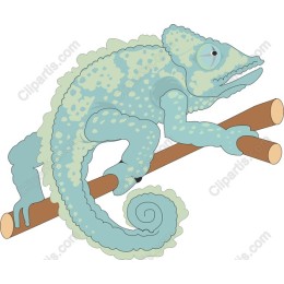 Vibrant Chameleon