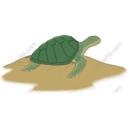 Green Turtle
