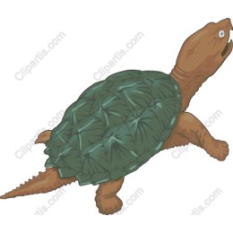 Turtle - Nature's Serene