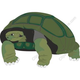 Tough Turtle