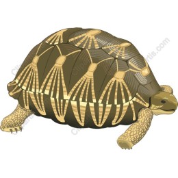 Exquisite Tortoise