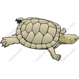 Realistic Turtle