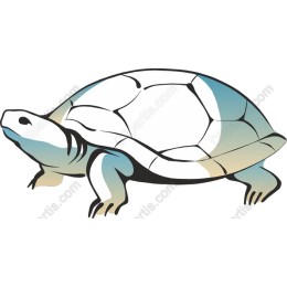 Tortoise - Elegant