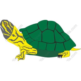 Vibrant Turtle