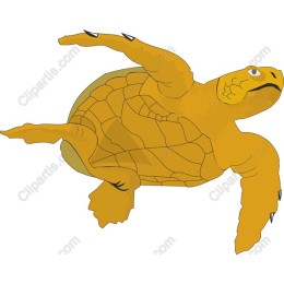 Vibrant Sea Turtle
