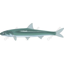 Sleek Fish