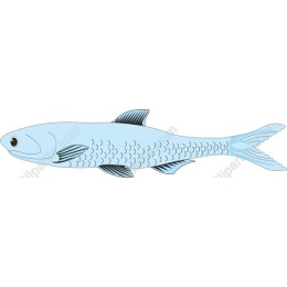 Blue Fish