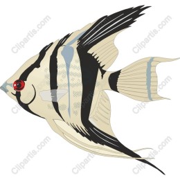 Elegant Angelfish