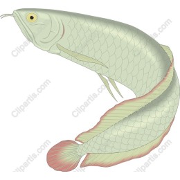 Arowana Fish