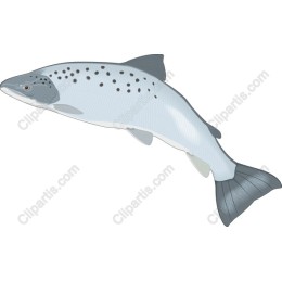 Premium Salmon