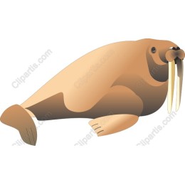 Charming Walrus