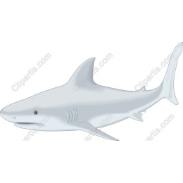 Shark