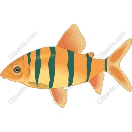 Vibrant Striped Fish