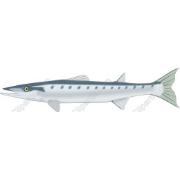 Barracuda